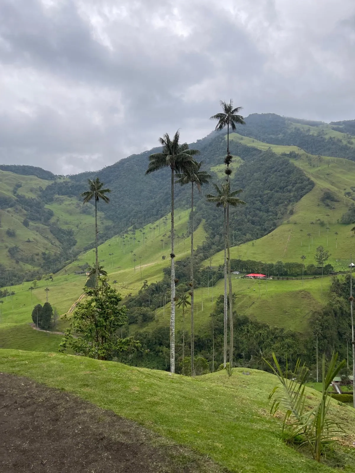 Colombian coffee landscape