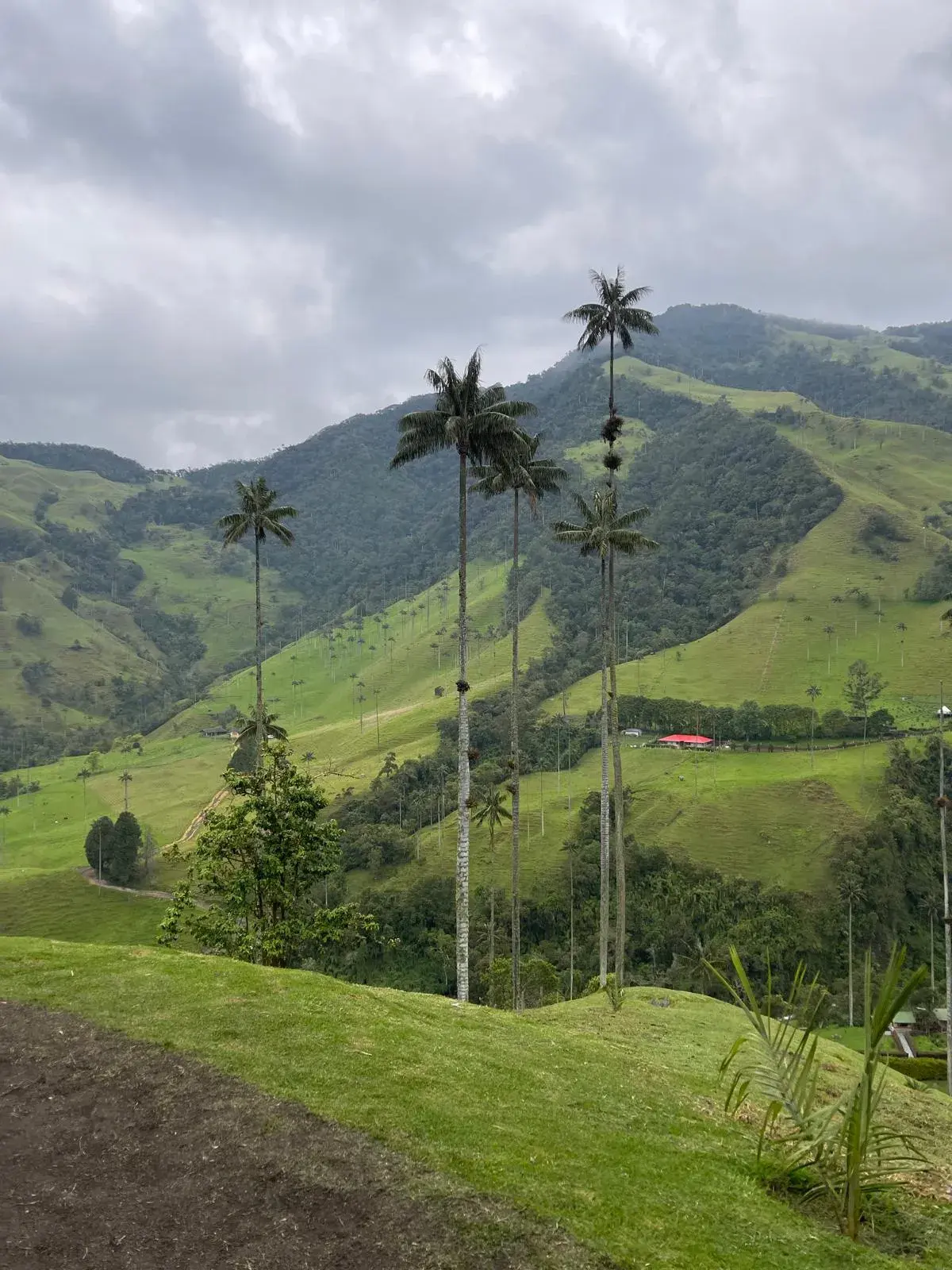 Colombian coffee landscape